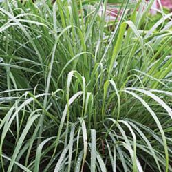 East Indian Lemon Grass East Indian