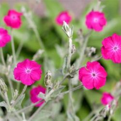 Coronaria Lychnis Coronaria