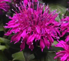 Balmy Purple Monarda Balmy Purple