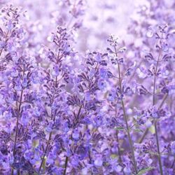 Junior Walker Nepeta Junior Walker