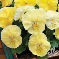 Lemons Shades Pansy Colossus Lemons Shades