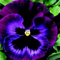Neon Violet Pansy Colossus Neon Violet