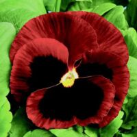 Red Blotch Pansy Colossus Red Blotch