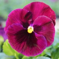 Rose Blotch Pansy Colossus Rose Blotch