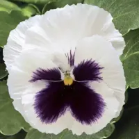 White Blotch Pansy Colossus White Blotch