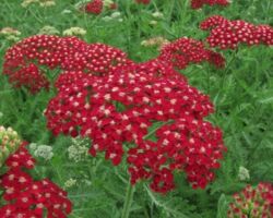 Red Perennial Achillea