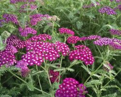 Violet Achillea New Vintage Violet