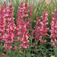 Ambrosia Agastache Ambrosia