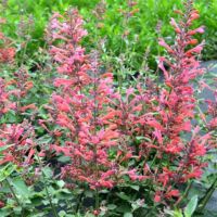 Kudos Coral Agastache Kudos Coral