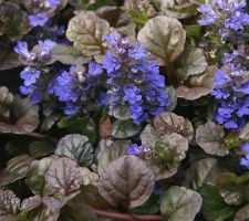 Black Scallop Ajuga Black Scallop