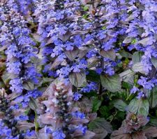 Bronze Beauty Ajuga Bronze Beauty
