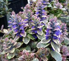 Burgundy Glow Ajuga Burgundy Glow