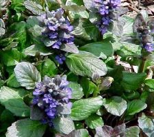 Caitlin's Giant Ajuga Caitlin's Giant