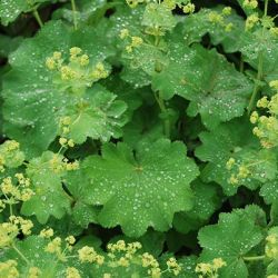 Thriller Alchemilla Thriller