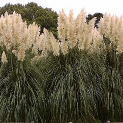 White Pampas Grass Cortaderia White Pampas Grass