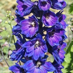 Dark Blue/Dark Bee Delphinium Magic Fountations Dark Blue/Dark Bee