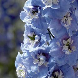 Sky Blue/White Bee Delphinium Magic Fountations Sky Blue/White Bee