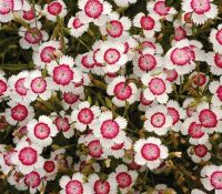 Artic Fire Dianthus Artic Fire