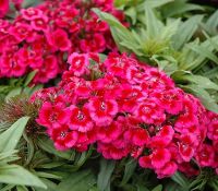 Red Dianthus Barbarini Red