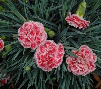 Coral Reef Dianthus Coral Reef