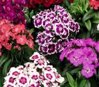 Formula Mix Dianthus Formula Mix