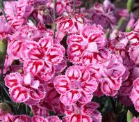 Starburst Dianthus Starburst