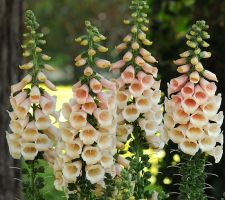 Peach Digitalis Dalmation Peach