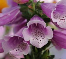 Rose Digitalis Dalmation Rose