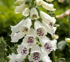 White Digitalis Dalmation White