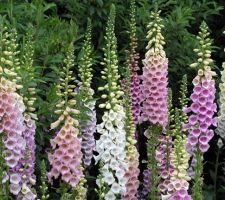 Excelsior Digitalis Excelsior