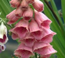 Summer King Digitalis Mertonensis Summer King