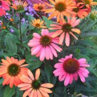 Cheyenne Spirit Echinacea Cheyenne Spirit