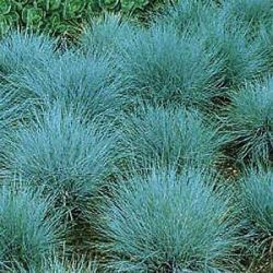Elijah Blue Festuca Elijah Blue