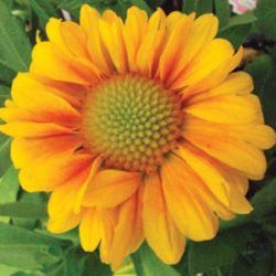 Apricot Shades Gaillardia Apricot Shades