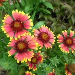 Goblin Gaillardia Goblin