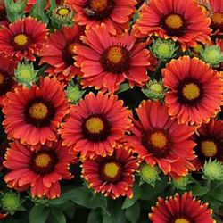 Red Shades Gaillardia Red Shades