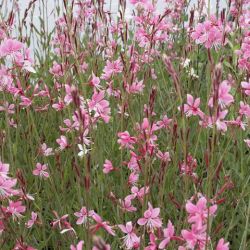 Siskyou Pink Gaura Siskyou Pink