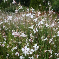 Butterflies Gaura Butterflies