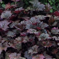 Palace Purple Heuchera Palace Purple