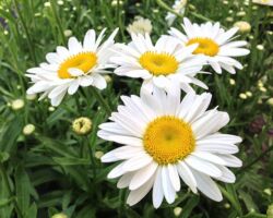 Becky Leucanthemum Becky