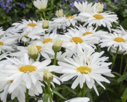 Whoops Daisy Leucanthemum Whoops Daisy