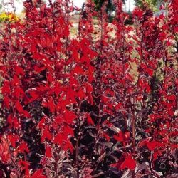 Queen Victoria Lobelia Queen Victoria