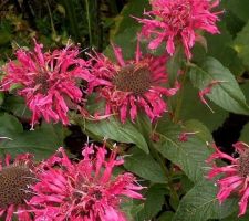 Balmy Rose Monarda Balmy Rose