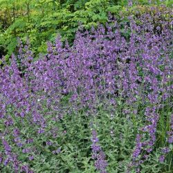 Six Hills Giant Nepeta Six Hills Giant