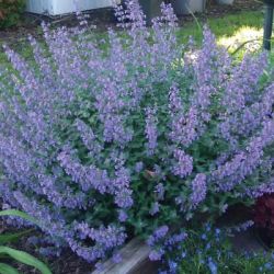 Walkers Low Nepeta Walkers Low