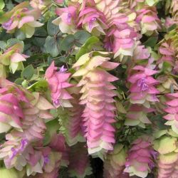 Kent Beauty Origanum Kent Beauty