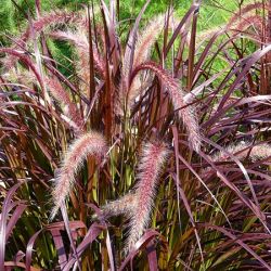Rubrum Pennisetum Rubrum