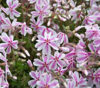 Candy Stripe Phlox Sublata Candy Stripe