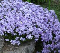 Emerald Blue Phlox Sublata Emerald Blue