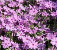 Fort Hill Phlox Sublata Fort Hill